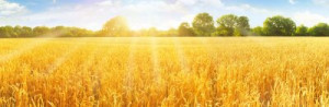 Fototapete Andere Gold, gelb, Hintergrund, Natur, Sommer