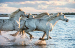 Fototapete Andere Beweglichkeit, Tier, schön, blau, Camargue