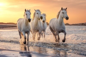 Fototapete Pferd, Camargue, Tier, Liebe, Witz
