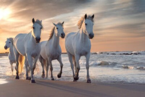 Fototapete Andere Pferd, Camargue, Schimmel, Mündung, szenische