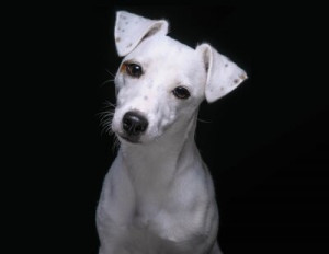 Fototapete Andere Jack Russel Terrier, isoliert, terrier, schwarz, wei