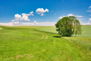 Fototapete Wiese, Feld, Landstraße, Kalk, Sommer