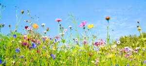 Fototapete Wiese Blume, lea, Sommer, Sommerblumen, Frühling