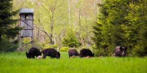 Fototapete Andere Bestie, Wildschwein, Pelz, Baum, Jagd
