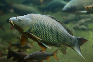 Fototapete Andere Natur, Tier, Tierwelt, Wasser, Lebensmittel