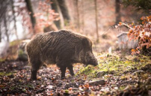 Fototapete Stier, Wildschwein, wilde, Tier, Säugetier
