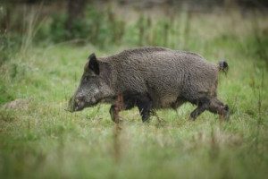 Fototapete Andere Hintergrund, braun, Natur, animal themes, Tier