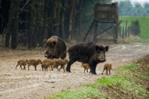 Fototapete Wildschwein, Tierwelt