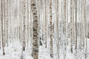 Fototapete Holz, Hintergrund, Natur, Zeile, weiß