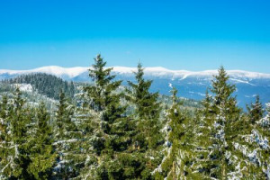 Fototapete Andere Winter, Berg, montieren, Landschaft, Wald