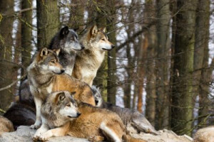 Fototapete Tier, Säugetier, Räuber, Hund, östlich