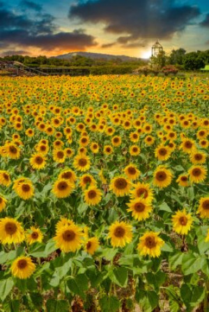 Fototapete Andere Sonnenblume, Feld, Blume, Himmel, Natur