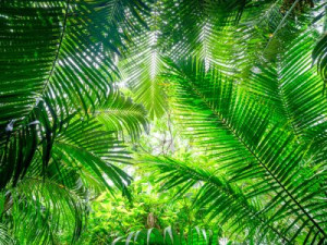 Fototapete Andere Dschungel, Wald, grün, Natur, Blatt