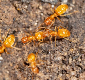 Fototapete Andere Grund, Großansicht, Leben, wilde, bug