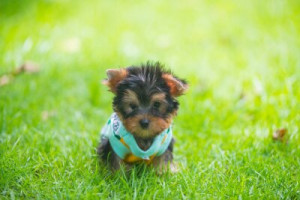 Fototapete Andere pet, Teetasse, york, Hund, Welpen