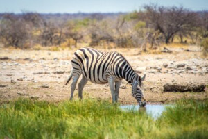 Fototapete Andere zebra, Tier, safari, Säugetier, Natur