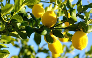 Fototapete gelb, Natur, Landwirtschaft, Obst, Lebensmittel