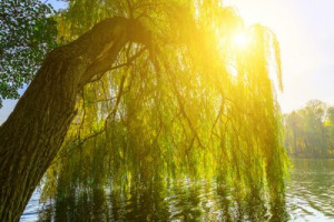 Fototapete Andere gelb, Schönheit, ansehen, Hintergrund, Natur