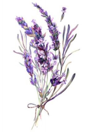 Fototapeta akwarela, kwiat, lavandula, purpurowy, zioło