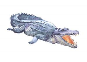 Fototapeta ilustracja, zwierzęcy, drapieżnik, przyrody, zoo