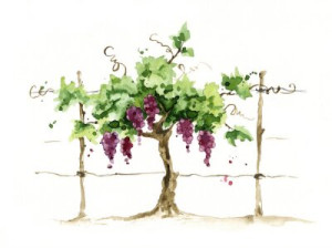 Fototapeta winogrono, vinery, winorośl, wino, akwarela
