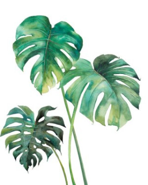 Fototapeta akwarela, projekt, monstera, ilustracja, sztuka