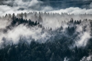Fototapeta Las we mgle krajobraz, mgła, góra, niebo, charakter