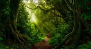 Fototapeta Rainforest, las, dżungla, środowisko, krajobraz