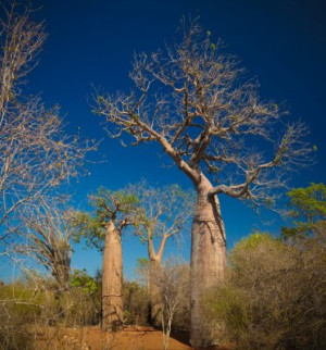Fototapeta drzewo, baobab, charakter, Madagaskar, niebo