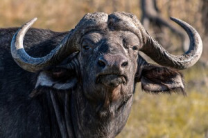 Fototapeta bawół, zwierzęcy, przyrody, safari, róg