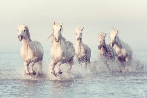 Fototapeta Konie koń, biały, woda, morze, Camargue