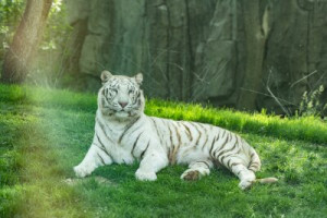 Fototapeta biały tygrys, łąka, przyrody, Tygrys bengalski, charakter