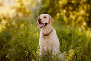 Fototapeta Psy labrador, aporter, pies, na zewnątrz, gra
