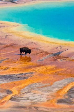 Fototapeta yellowstone, bizon, bawół, wielki, pryzmatyczny