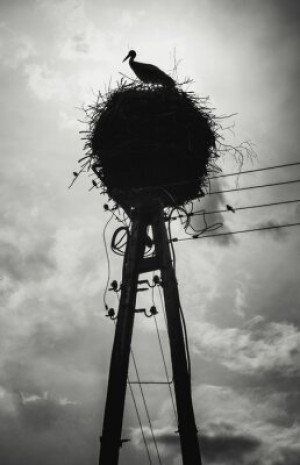 Fototapeta twórczy, niebezpieczeństwo, Polska, gałązka, sylwetka