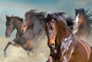 Fototapeta koń, pustynia, arabski, biały, galop