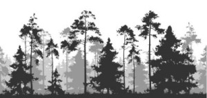 Fototapeta las, sylwetka, tło, bezszwowy, wektor