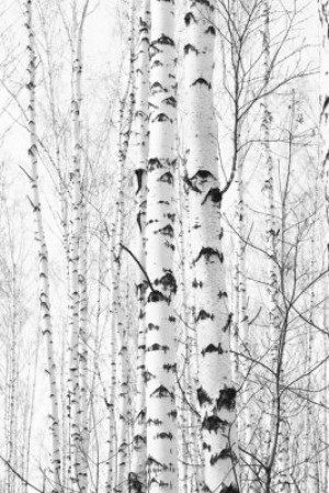 Fototapeta Jadalnia brzozowy, drzewo, las, biały, tło