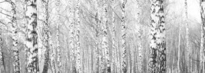 Fototapeta brzozowy, drzewo, las, biały, tło