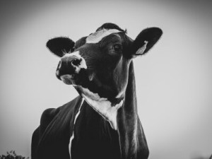 Fototapeta krowa, portret, czarny, zwierzęcy, ssak