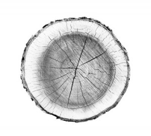 Fototapeta drzewo, drewno, drewniany, log, tułów