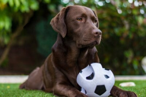 Fototapeta pies, labrador, czekolada, aporter, zwierzęcy
