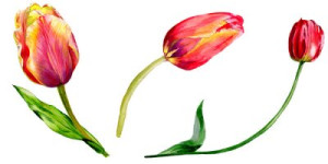 Fototapeta tulipan, czerwony, zielony, akwarela, ilustracja