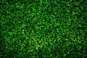 Fototapeta Rośliny zielony, liść, ściana, eco, ogród