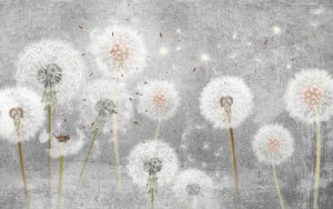 Fototapeta Dmuchawce blowball, kwiat, charakter, wiosna, lato