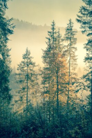 Fototapeta żółty, widok, drewno, retro, rocznik wina