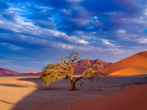 Fototapeta Afryka, Namibia, Sossusvlei, przygoda, martwe drzewa