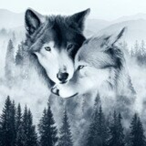 Fototapeta Wilk pies, ochrypły, śnieg, zwierzęcy, wilk
