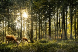 Fototapeta Las płowej, przyrody, las, łania, zwierzęcy