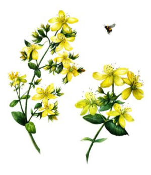 Fototapeta ziołowej, botaniczny, akwarela, Dziurawiec, tło